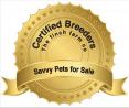 Sell your pet dog and other pets very easily online.
