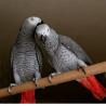 African grey parrots for sale/macaw parrots for sale