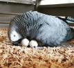 Buy Fertile Parrot eggs & Ostrich eggs