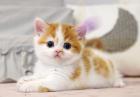 Cute munchkin kitten for sale