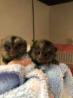 Hurry Now Buy Available Male marmoset Monkey Now