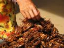 Know about Interesting Facts About Cockroaches