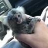 Male Marmoset Monkey Well Tamed Go Dont Miss on Me