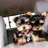 charming  Yorkie Puppies for sale Text :(551) 888 -3483