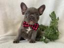 FRENCH BULLDOGS READY FOR THERE FOREVER HOMES