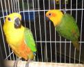 JENDAY CONURES