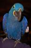 Hand Raised Hyacinth Macaw Parrots And Fertile Eggs For Sale