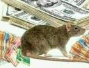 Sangoma +27722171549 Short Boys - Spiritual Rats (Amagudwane) That Brings Money, For Hire Call / Wha