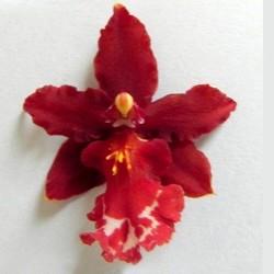 Best Orchid Online Purchase portal
