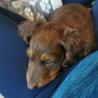 *AKC Registered Dachshund puppy needs forever home*