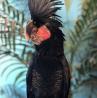 Buy Black Palm Cockatoo