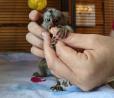 Charming Marmoset monkeys With Paper works for sale   LISTING ID: 13962475