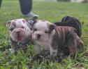 English Bulldog PUPPIES NEED THEIR FOREVER HOME