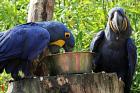 Hand Raised Hyacinth Macaw Parrots And Fertile Eggs For Sale