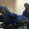 Hyacinth Macaw Parrots And Fresh Laid Fertile Eggs For Sale