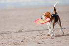 Right Place Pet Friendly Cottages in Whitby For You