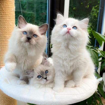 We have been raising Ragdoll kittens for sale for almost 10 years.