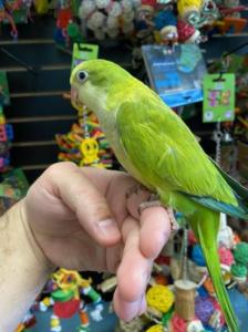 Palid Green Quaker Parrot