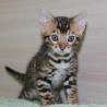 Adopt bengal kittens online.