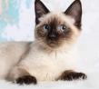 Buy A Siamese Kitten? How, When and Where