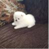 Cute Teacup Pomeranian puppy Available Now