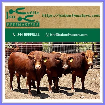 Beefmaster Seedstock, Commercial Bulls, Semen and Embryos