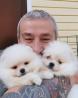 Home of pomeranian puppies for sale