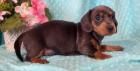 Meet this adorable Dachshund puppies Available
