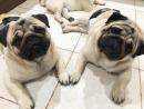 PURE BREED MALE AND FEMALE PUG PUPPIES FOR SALE