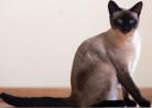 Siamese Cat | My Kitten Shop9