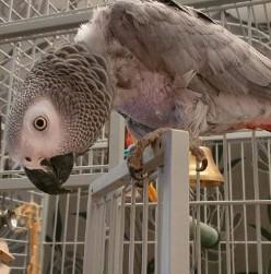Congo African grey parrots for sale