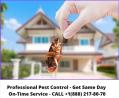 Professional Pest Control - Get Same Day On-Time Service