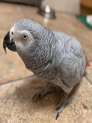 Buy Congo African Grey Parrot
