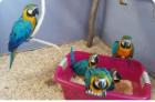 Blue Hyacinth Macaw Parrorts For Sale
