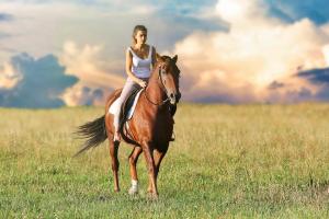 Best Horse Training Services, Hunter Jumper Lessons