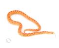 Albino Bull Snake