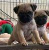 Pug puppies Near Me | Pug Puppies For Adoption