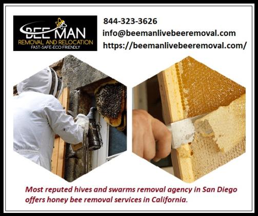 Encinitas's Honey Bee and Swarms Removal Services