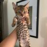 Savannah Kittens Available for Sale at PetofParadise