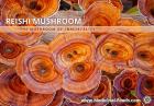 Reishi Mushroom Extract Benefits - Medicinal Foods