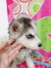 Irresistible Siberian Husky Puppy Seeking Loving Home