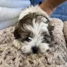 Adorable Shih Tzu Puppies for Sale - Premium Teacup and Toy Breeds