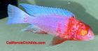 AFRICAN CICHLIDS FOR SALE ONLINE SHIPPING USA 20+ YEARS