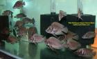 Buy African Cichlids For Sale On-Line Shipping ALL USA Door To Door