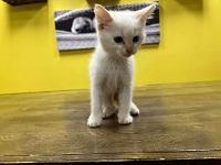 Siamese Kittens For Sale: Find Your Perfect Companion Today
