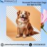 Buy Personal Protection Dogs in USA | Pinnacle Protection Dogs