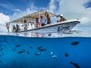 DISCOVERING PALAU'S DIVING LEGACY WITH FISH 'N FINS