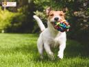 Elevate Your Canine's Skills: Dog Day Training Program