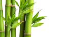 Nature's Silky Embrace: Bamboo Fiber Apparel