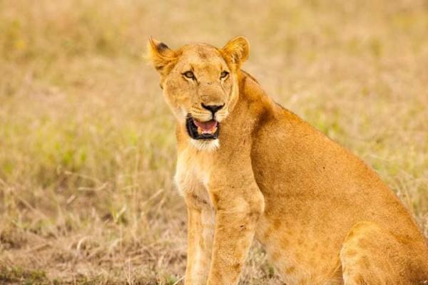 Adventure Uganda Safaris